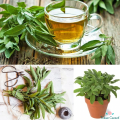 Tıbbi Adaçayı Tohumu (10 Tohum)