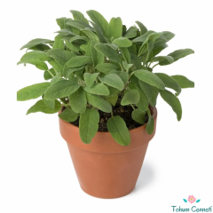 Tıbbi Adaçayı Tohumu (10 Tohum)