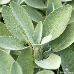 Tıbbi Adaçayı Tohumu (10 Tohum)