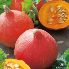 Kırmızı Kuri Kabak Tohumu (5 Tohum)