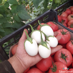 Beyaz Yumurta Patlıcan Tohumu (10 Tohum)