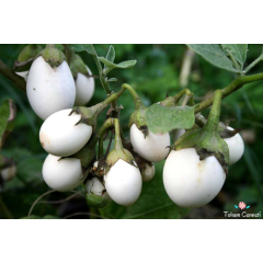 Beyaz Yumurta Patlıcan Tohumu (10 Tohum)