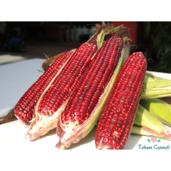 İri Taneli Kırmızı Süt Mısır Tohumu (10 Tohum)