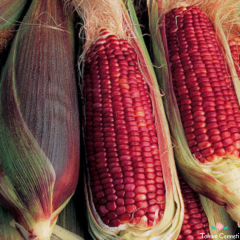 Ruby Kırmızı Süt Mısır Tohumu (10 Tohum)