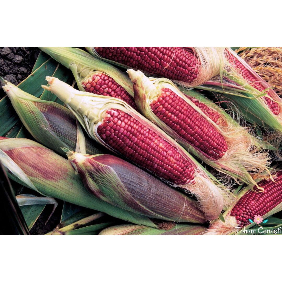 Ruby Kırmızı Süt Mısır Tohumu (10 Tohum)