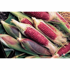 Ruby Kırmızı Süt Mısır Tohumu (10 Tohum)