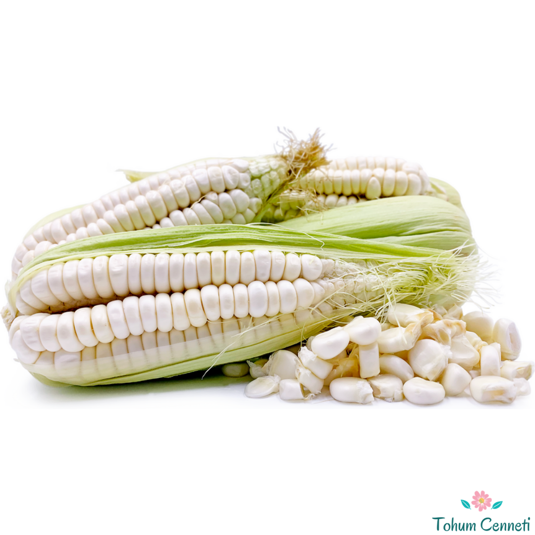 Atalık Beyaz Cin Mısır Tohumu (10 Tohum)