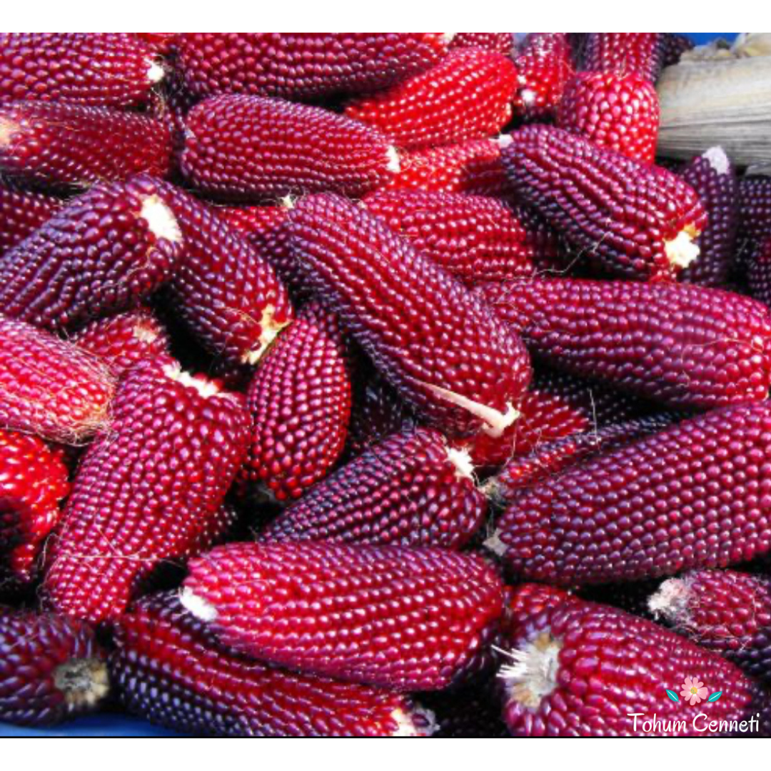 Atalık Kırmızı Cin Mısır Tohumu (10 Tohum)