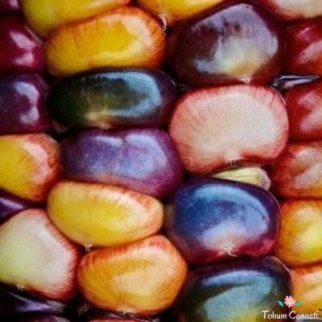 Amerikan Kızılderili Mısır Tohumu (10 Tohum)