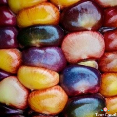 Amerikan Kızılderili Mısır Tohumu (10 Tohum)