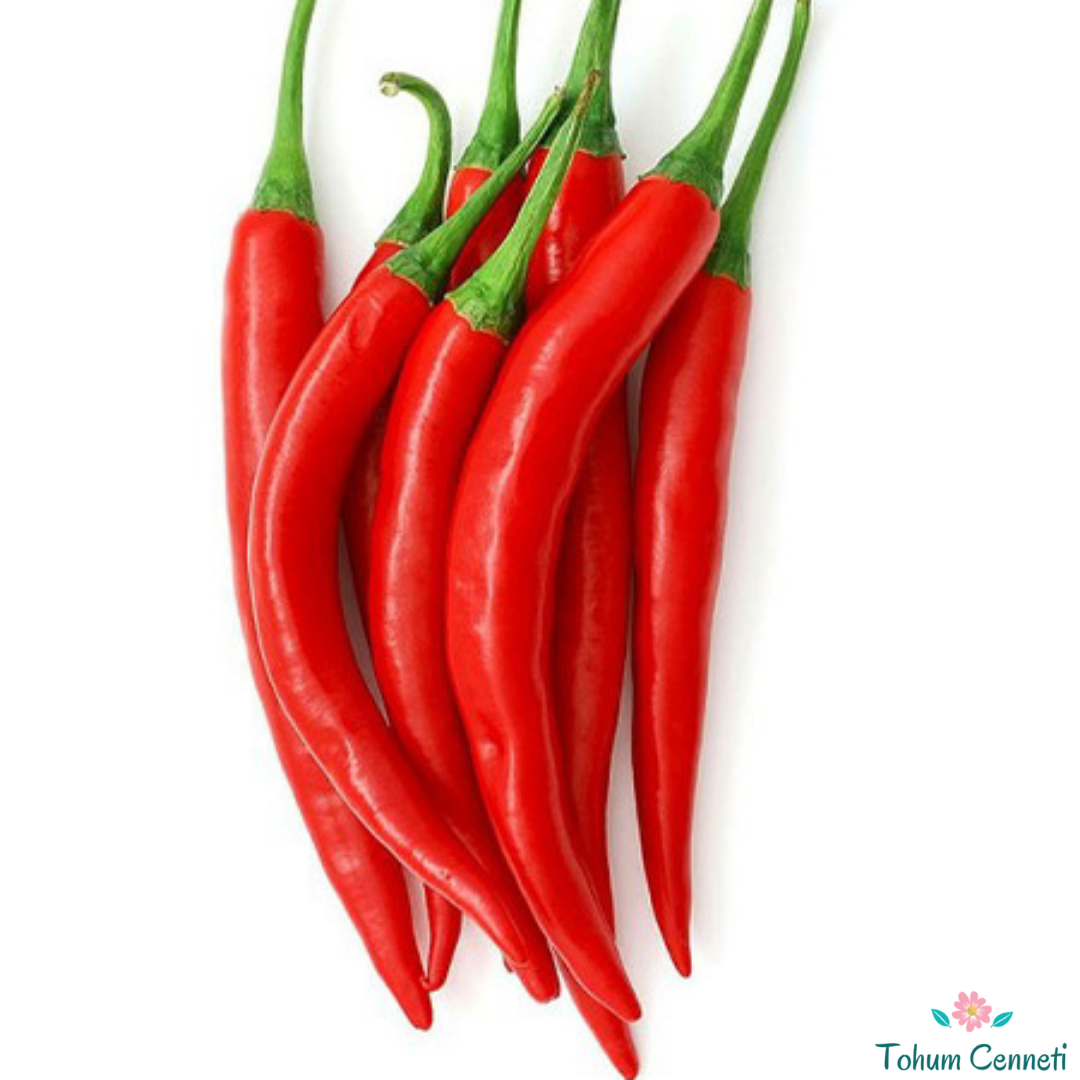 Şili Kırmızı Biber Tohumu (10 Tohum)