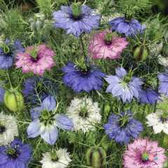Karışık Renkli Nigella Tohumu (50 Tohum)
