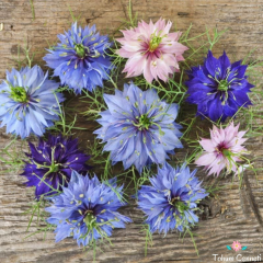 Karışık Renkli Nigella Tohumu (50 Tohum)