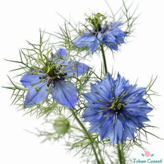 Karışık Renkli Nigella Tohumu (50 Tohum)