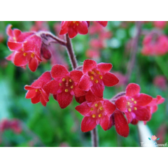 Heuchera Mercan Çanı Tohumu (50 Tohum)