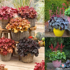 Heuchera Mercan Çanı Tohumu (50 Tohum)