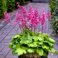 Heuchera Mercan Çanı Tohumu (50 Tohum)