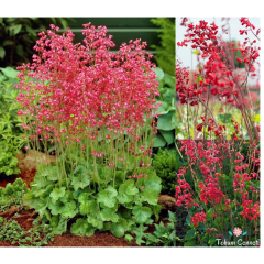 Heuchera Mercan Çanı Tohumu (50 Tohum)