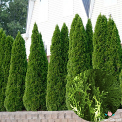 Çit Mazı Tohumu (5 Tohum)