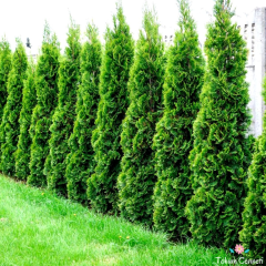 Çit Mazı Tohumu (5 Tohum)