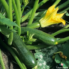 Kolsuz Kara Kabak Tohumu (20 Tohum)