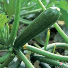Kolsuz Kara Kabak Tohumu (20 Tohum)