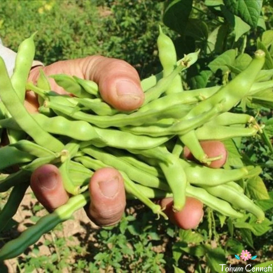 Ziraat Ayşe Sırık Fasulye Tohumu (25 Tohum)