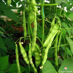 Ziraat Ayşe Sırık Fasulye Tohumu (25 Tohum)