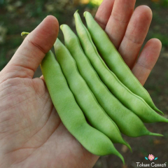 Sırık Alman Ayşe Fasulye Tohumu (25 Tohum)