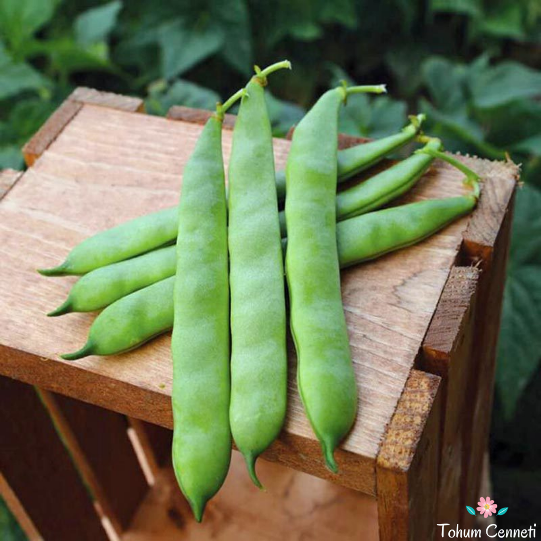 Sırık Alman Ayşe Fasulye Tohumu (25 Tohum)