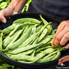 Sırık Alman Ayşe Fasulye Tohumu (25 Tohum)
