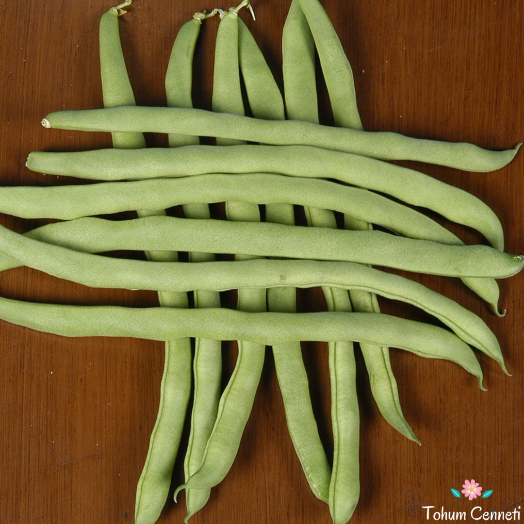 Oturak Sazova Fasulye Tohumu (25 Tohum)