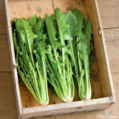 Frenk Salatası Hindiba Tohumu (50 Tohum)