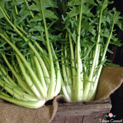Frenk Salatası Hindiba Tohumu (50 Tohum)