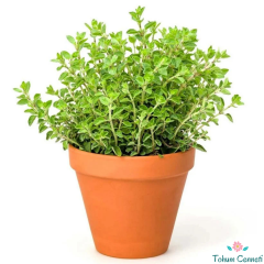 Mercanköşk Tohumu (100 Tohum)