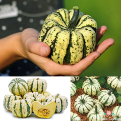 Şeker Dumpling Kabak Tohumu (5 Tohum)