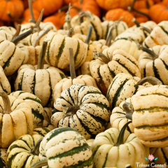 Şeker Dumpling Kabak Tohumu (5 Tohum)