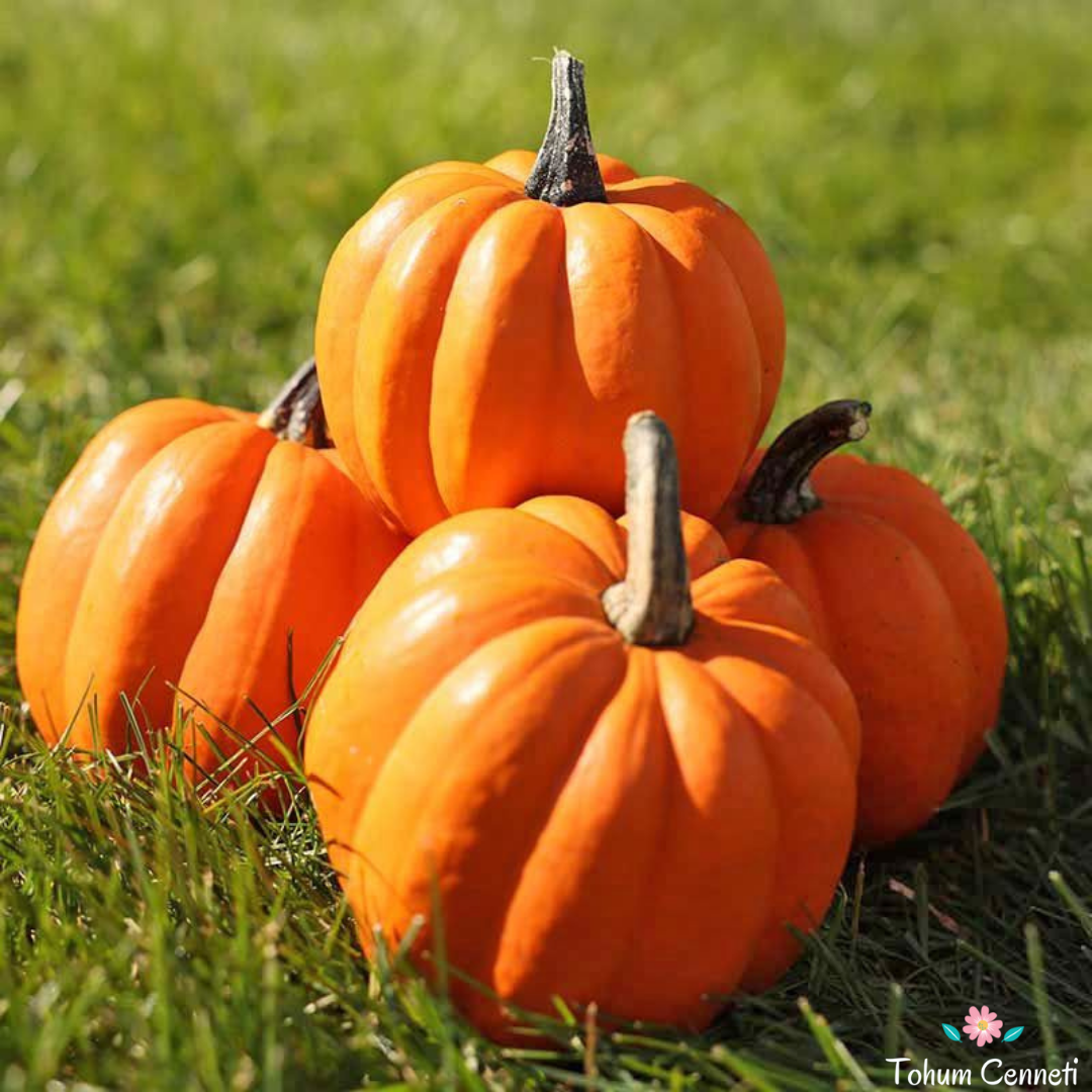 Altın Acorn Kabak Tohumu (5 Tohum)