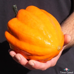 Altın Acorn Kabak Tohumu (5 Tohum)