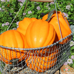 Altın Acorn Kabak Tohumu (5 Tohum)