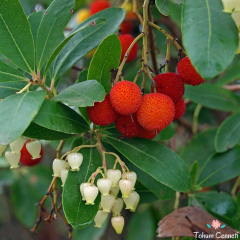 Dağ Çileği Tohumu (20 Tohum)