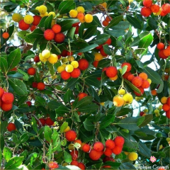 Dağ Çileği Tohumu (20 Tohum)