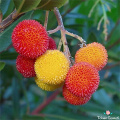 Dağ Çileği Tohumu (20 Tohum)