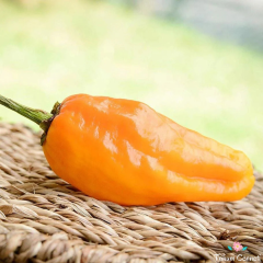 Acı Pepperoncini Turuncu Biber Tohumu (10 Tohum)