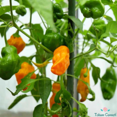 Acı Pepperoncini Turuncu Biber Tohumu (10 Tohum)