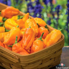 Acı Pepperoncini Turuncu Biber Tohumu (10 Tohum)