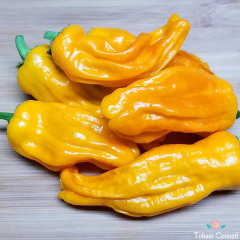 Acı Pepperoncini Turuncu Biber Tohumu (10 Tohum)