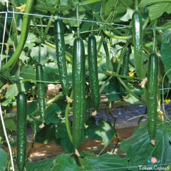 Uzun Japon Salatalık Tohumu (10 Tohum)