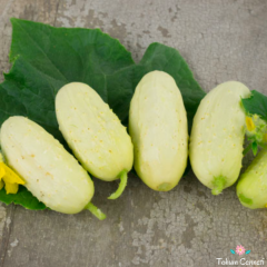 Doğal Beyaz Salatalık Tohumu (10 Tohum)