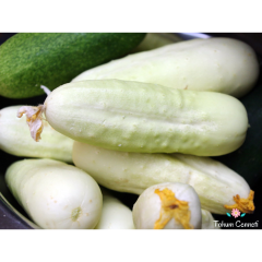 Doğal Beyaz Salatalık Tohumu (10 Tohum)